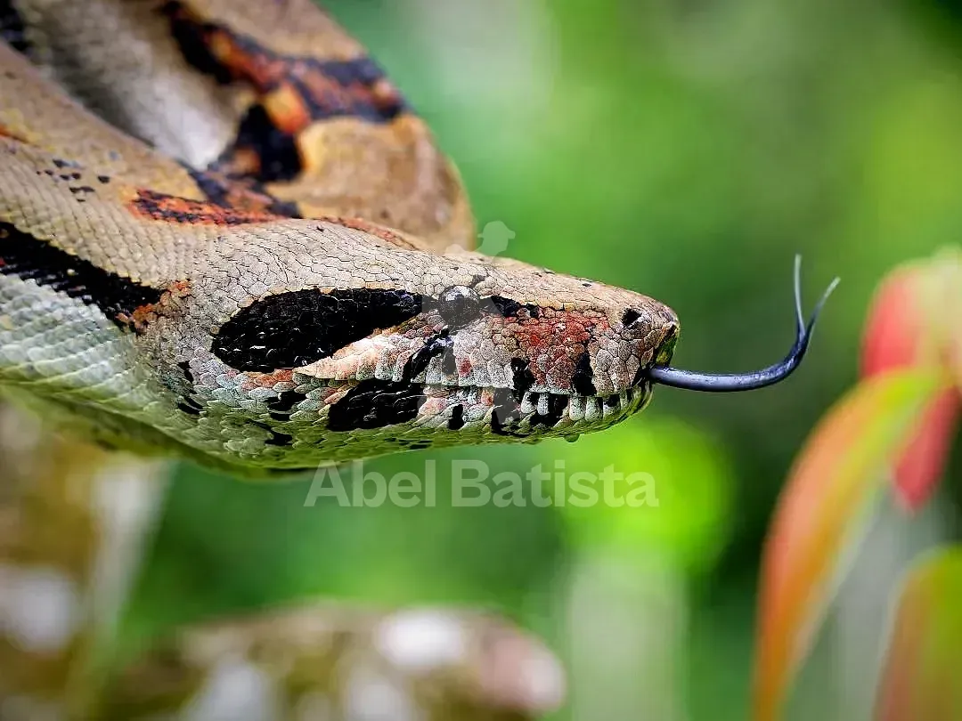 Boa sacando la lengua