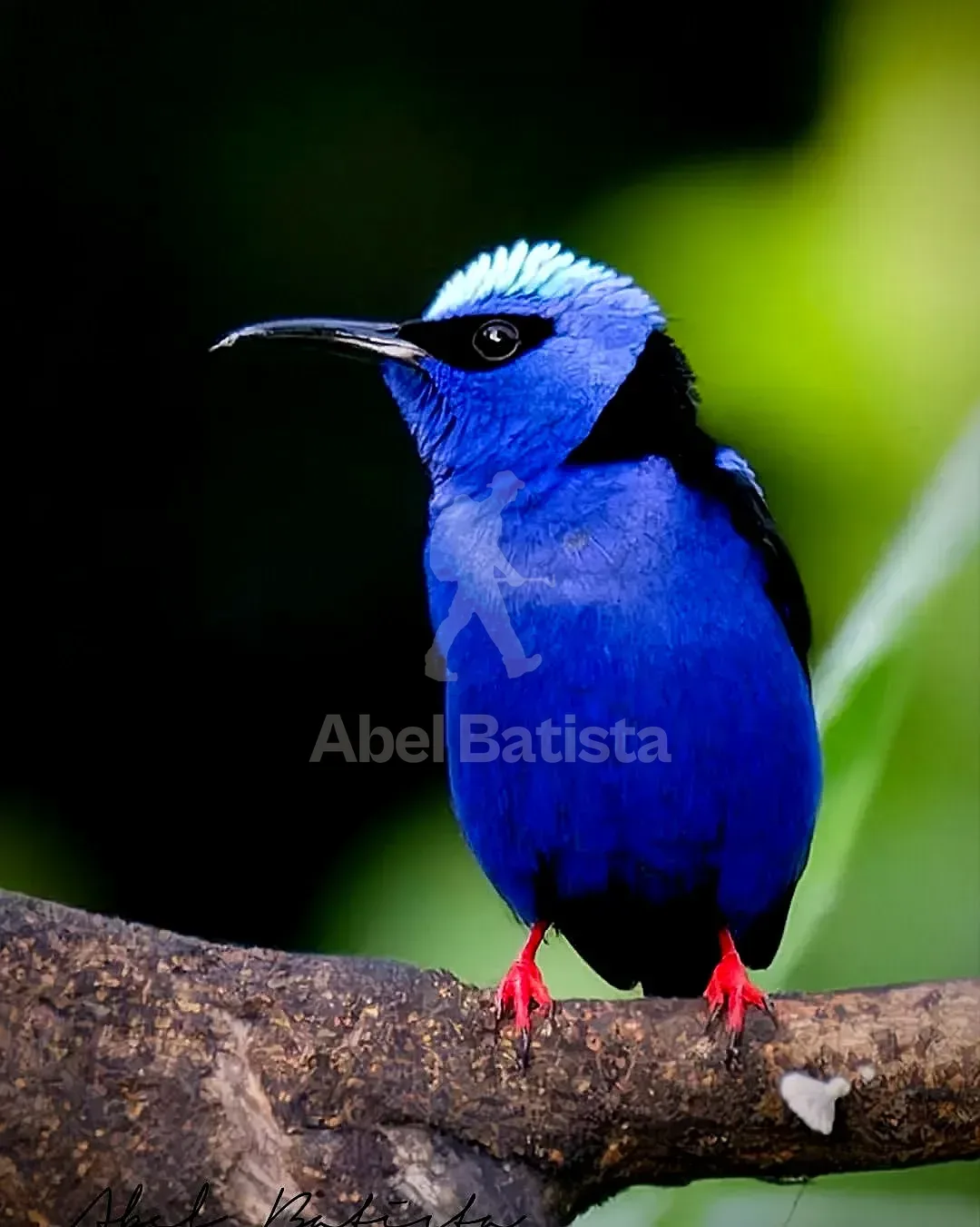 Mielero azul