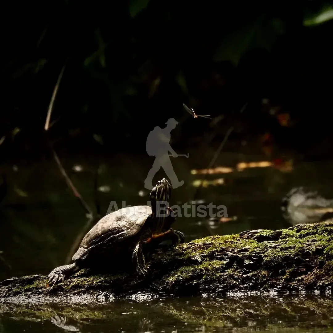 Tortuga con libélula