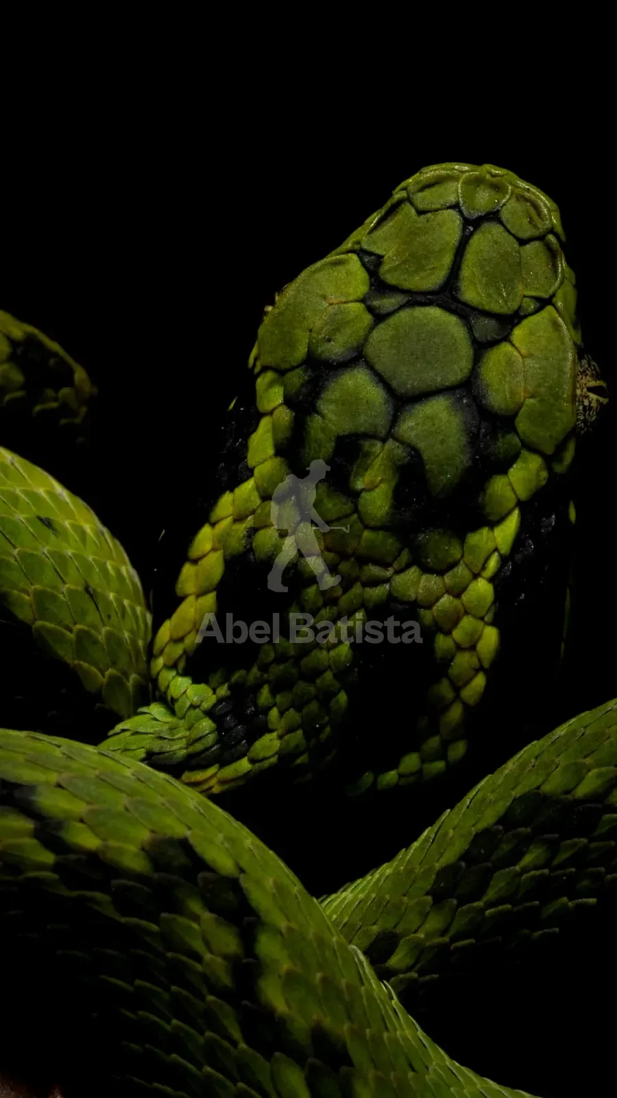 Víbora verde