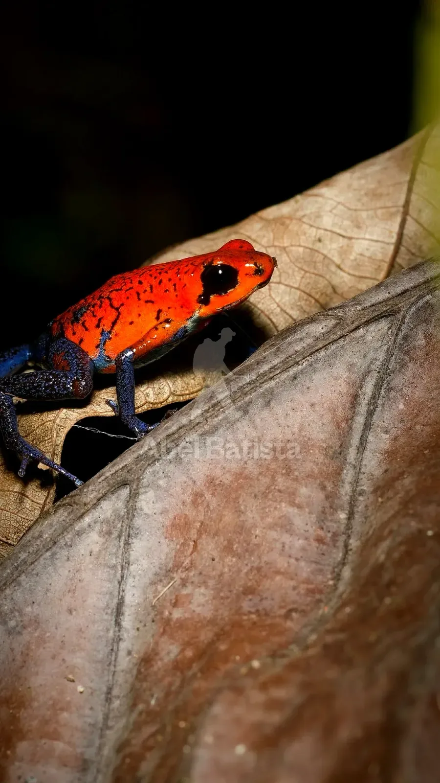 Rana dardo roja